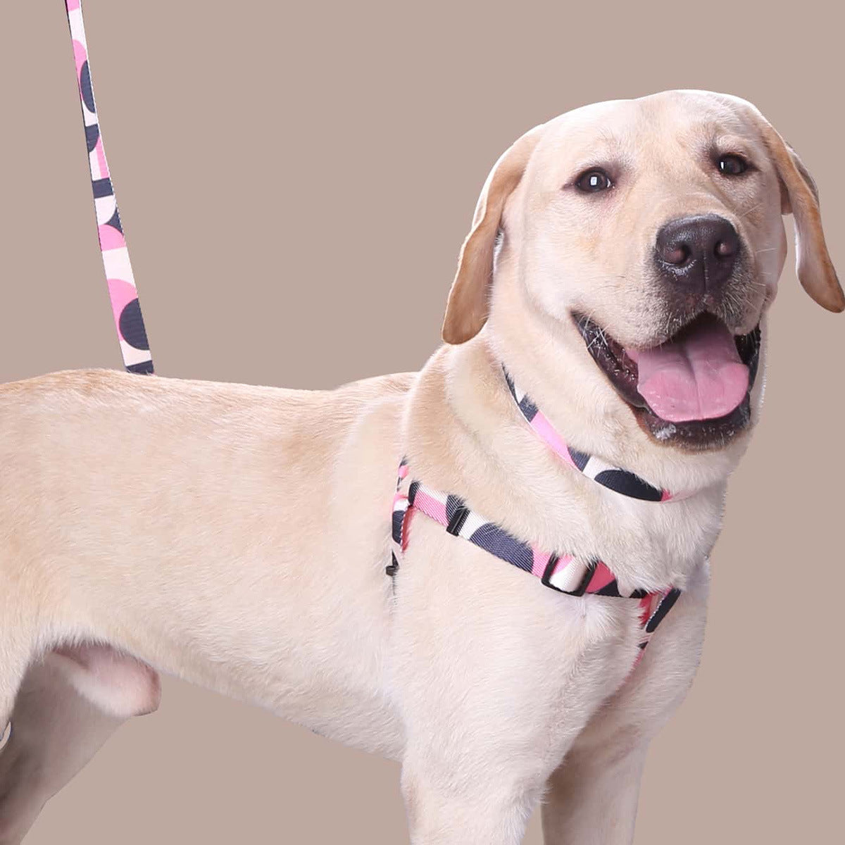 Hand Holding Rope Outing Dog Leash Dog Collar Three-piece Set